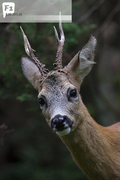 Europäischer Rehbock (Capreolus capreolus)  Portrait  Rheinland-Pfalz  Deutschland  Europa