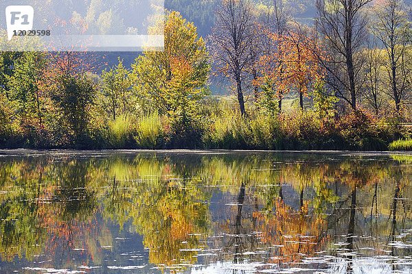 Igelsbachsee im Herbst  bei Absberg  Fränkisches Seenland  Mittelfranken  Franken  Bayern  Deutschland  Europa