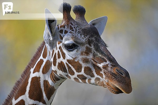 Somali-Giraffe (Giraffa camelopardalis reticulata)  Porträt  in Gefangenschaft