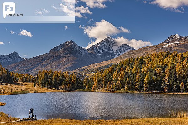 Herbstlich verfärbte Lärchen (Larix) mit Bergsee Lej da Staz vor schneebedeckter Engadiner Bergspitze  Pontresina  Oberengadin  Schweiz  Europa