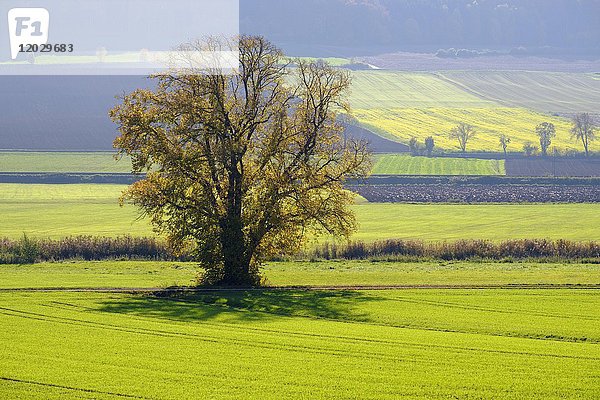 Solitärbaum im Herbst an der Altmühl  bei Alesheim  Altmühltal  Mittelfranken  Franken  Bayern  Deutschland  Europa