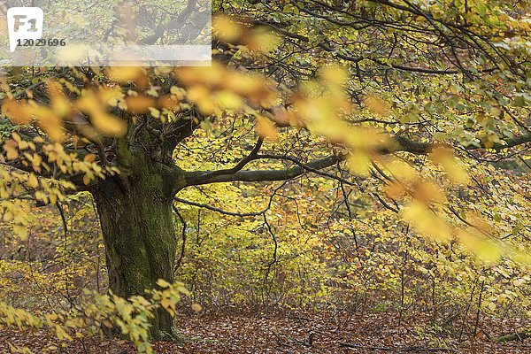 Buche (fagus)  Sababurg-Urwald  Herbst  Reinhardswald  Hofgeismar  Nordhessen  Deutschland  Europa