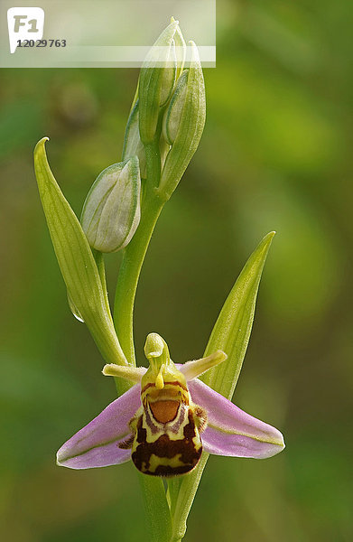 Bienenragwurz (Ophrys apifera)  Hessen  Deutschland  Europa
