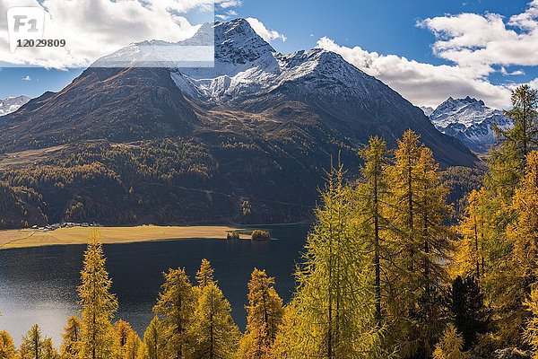 Herbstlich verfärbte Lärchen (Larix) mit Silser See vor schneebedecktem Engadiner Berggipfel  Sils  Oberengadin  Schweiz  Europa