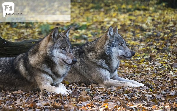 Zwei liegende Graue Wölfe (Canis lupus) im Herbstlaub  Porträt  in Gefangenschaft  Deutschland  Europa