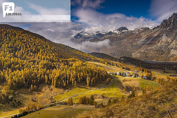 Herbstliche Lärchen mit Bergdorf Crasta  Engadiner Berge  Sils  Oberengadin  Schweiz  Europa
