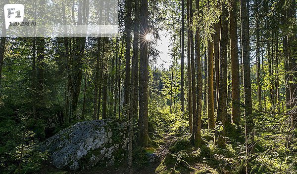 Sonne scheint durch den Wald  Zauberwald  Ramsau  Nationalpark Berchtesgaden  Berchtesgadener Land  Oberbayern  Deutschland  Europa