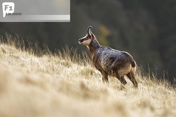 Gemse (Rupicapra rupicapra)  Ziege im Winterkleid  stehend  Vogesen  Elsass  Lothringen  Frankreich  Europa