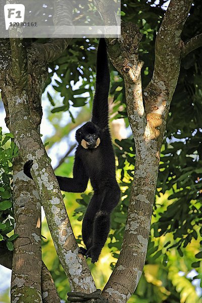 Gelbwangengibbon (Nomascus gabriellae)  erwachsen  männlich  im Baum hängend  in Gefangenschaft  Vorkommen Südostasien
