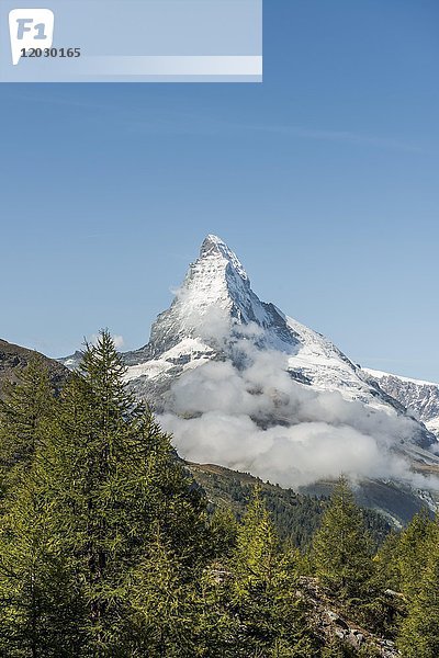 Fichtenwald vor dem schneebedeckten Matterhorn  Zermatt  Wallis  Schweiz  Europa