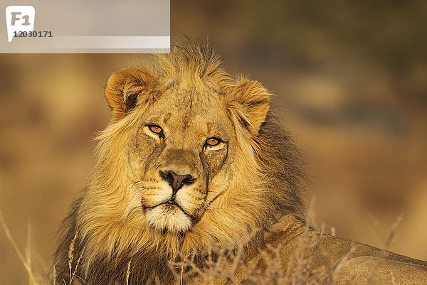 Löwe (Panthera leo)  männlich  Porträt  Kalahari-Wüste  Kgalagadi Transfrontier Park  Südafrika  Afrika