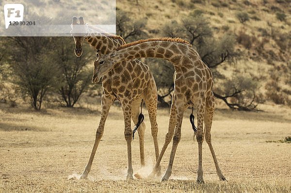 Südliche Giraffe (Giraffa giraffa giraffa)  kämpfende Männchen im trockenen Auob-Flussbett  Kalahari-Wüste  Kgalagadi Transfrontier Park  Südafrika  Afrika