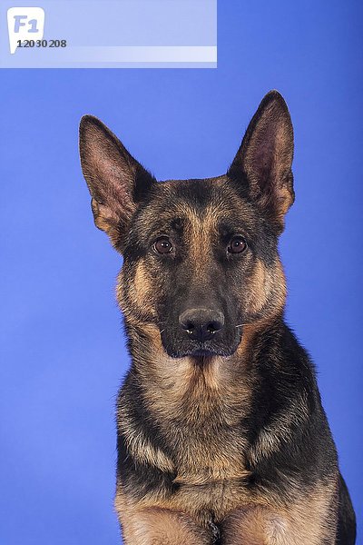 Deutscher Schäferhund Porträt