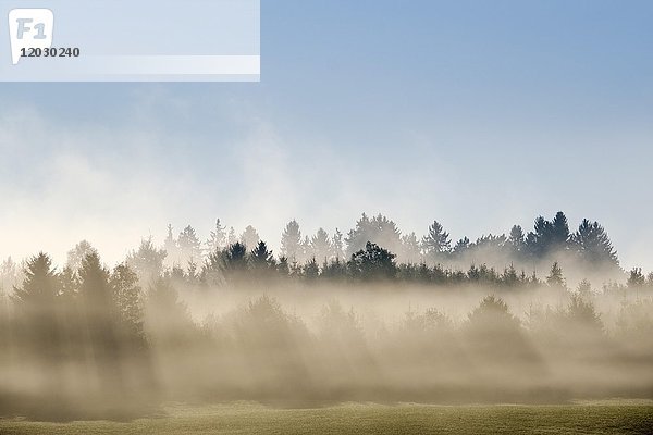 Sonnenstrahlen scheinen durch den Wald im Morgennebel  in Reichersbeuern  Tölzer Land  Oberbayern  Bayern  Deutschland  Europa