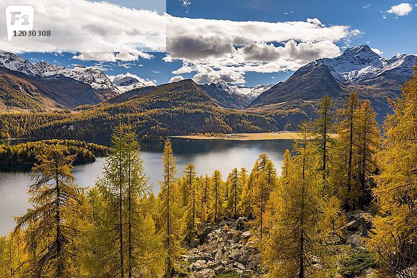 Herbstlich verfärbte Lärchen (Larix) mit Silser See vor schneebedecktem Engadiner Berggipfel  Sils  Oberengadin  Schweiz  Europa