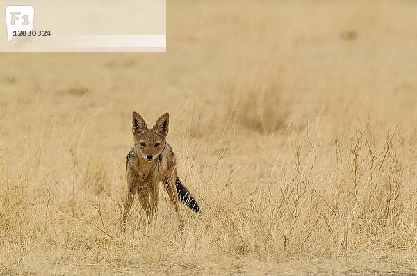 Schabrackenschakal (Canis mesomelas) im trockenen Gras  Kalahari-Wüste  Kgalagadi Transfrontier Park  Südafrika  Afrika