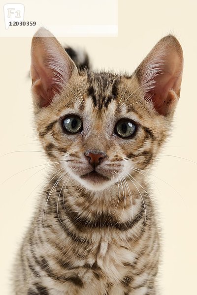 Rasse Katze Toyger (Felis silvestris catus)  Alter 9 Wochen  Farbe braun schwarz getigert