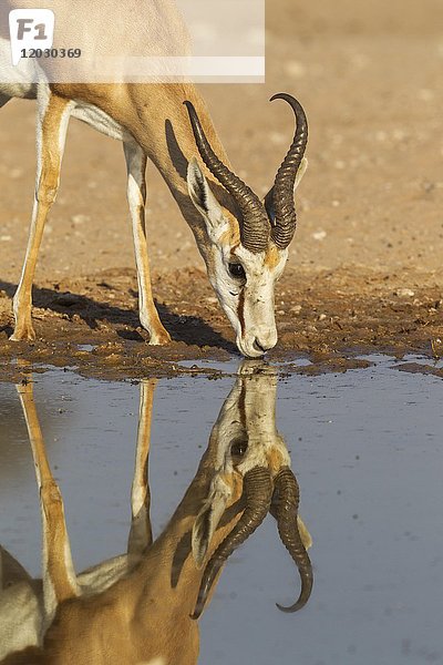 Springbock (Antidorcas marsupialis)  männlich  trinkt an einer Wasserstelle  Kalahari-Wüste  Kgalagadi Transfrontier Park  Südafrika  Afrika