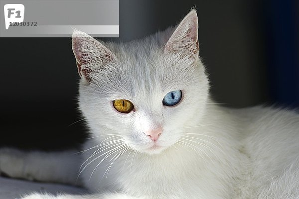 Sizilien  Katze mit verschiedenfarbigen Augen  Insel Stromboli  Liparische Inseln  Sizilien  Italien  Europa *** WICHTIG: Sizilien  ***