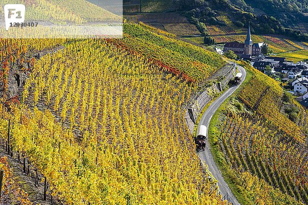 Weinberge im Herbst  Mayschoß  Ahrtal  Rotweinanbaugebiet  Eifel  Rheinland-Pfalz  Deutschland  Europa
