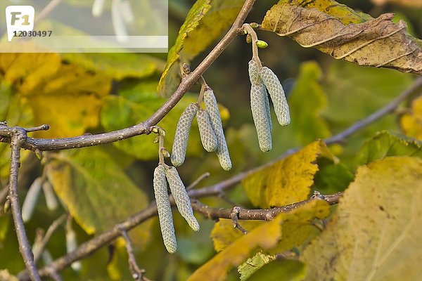 Männliche Blütenstände der gemeinen Hasel (Corylus avellana) im Herbst  Bayern  Deutschland  Europa