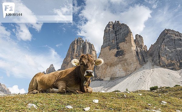 Kuh auf einer Alm  Nordwand der Drei Zinnen  Sextner Dolomiten  Südtirol  Trentino-Südtirol  Südtirol  Italien  Europa