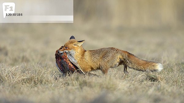 Rotfuchs (Vulpes vulpes)  läuft auf einer Wiese mit Beute  jagt Fasan  Mähren  Tschechische Republik  Europa