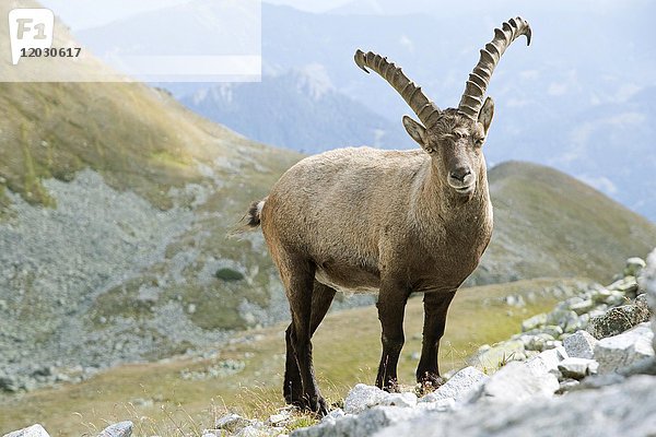 Alpensteinbock (Capra ibex)  Rottenmanner Tauern  Steiermark  Österreich  Europa