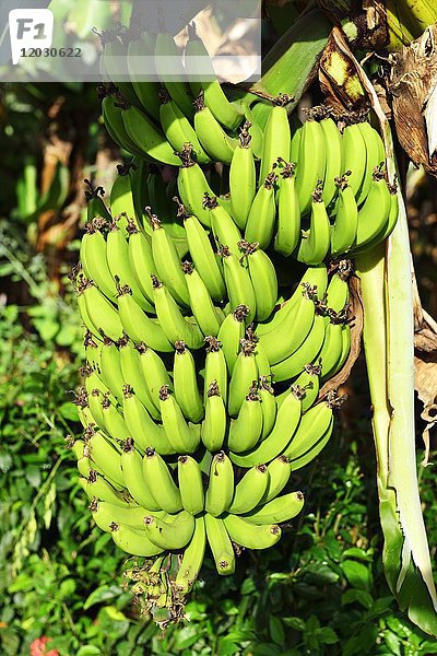 Bananenstaude  Mauritius  Afrika