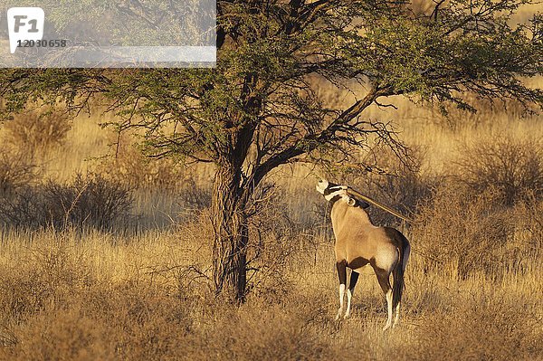 Gemsbock (Oryx gazella)  frisst die Blätter eines Kameldornbaums (Acacia erioloba)  Kalahari-Wüste  Kgalagadi Transfrontier Park  Südafrika  Afrika
