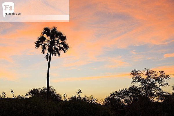 Makalani-Palme (Hyphaene pertersiana)  Abendstimmung  Sonnenuntergang  Damaraland  Kunene-Region  Namibia  Afrika
