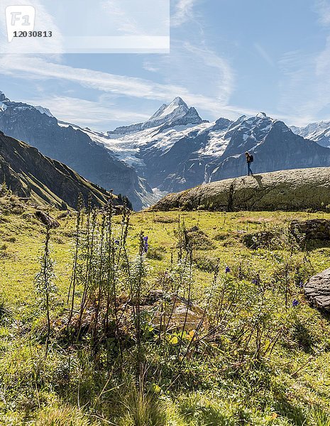 Wanderer auf einer felsigen  im Rücken schneebedeckten Eiger Nordwand  Eiger  Mönch  Jungfrau  Grosses Fiescherhorn  Grindelwald  Bern  Schweiz  Europa