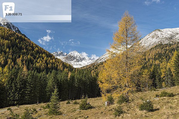 Panoramablick von der herbstlichen Krakauebene bei Etrachsee in Richtung Kircheleck und Predigtstuhl  Krakautal  Steiermark  Österreich  Europa