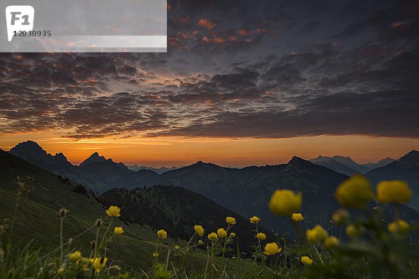 Sonnenaufgang hinter Wiese mit Globeflowers (Trollius europaeus) und Lechtaler Alpen im Hintergrund  Tannheimer Tal  Tirol  Österreich  Europa