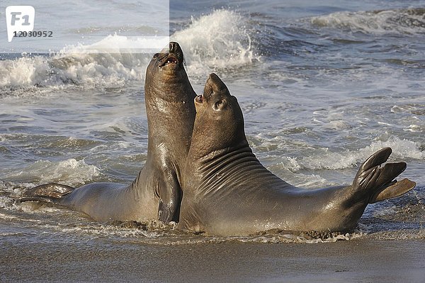 Nördlicher See-Elefant (Mirounga angustirostris)  zwei junge Bullen kämpfen am Strand von San Simeon  Piedras Blancas Kolonie  Kalifornien  USA  Nordamerika