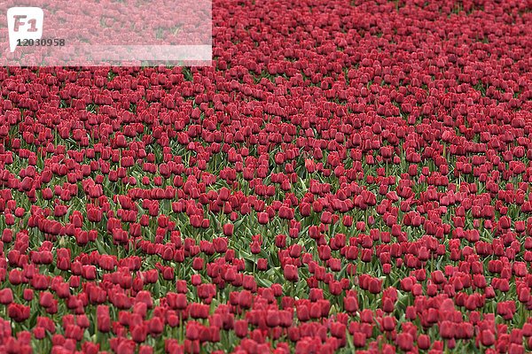 Blumenfeld mit roten Tulpen  Texel  Nordholland  Niederlande