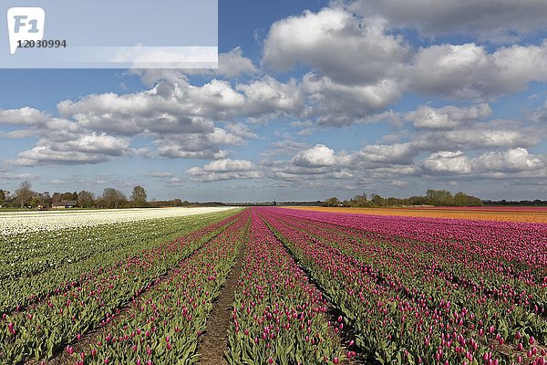 Blühende Tulpenfelder in der Nähe von Alkmaar  Nordholland  Niederlande