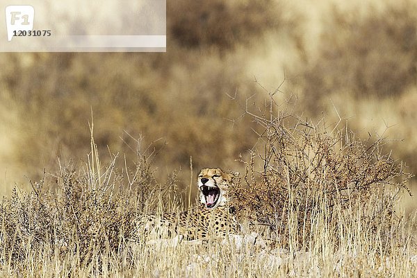 Gepard (Acinonyx jubatus)  gähnendes Weibchen  versteckt im Gebüsch  Kalahari-Wüste  Kgalagadi Transfrontier Park  Südafrika  Afrika