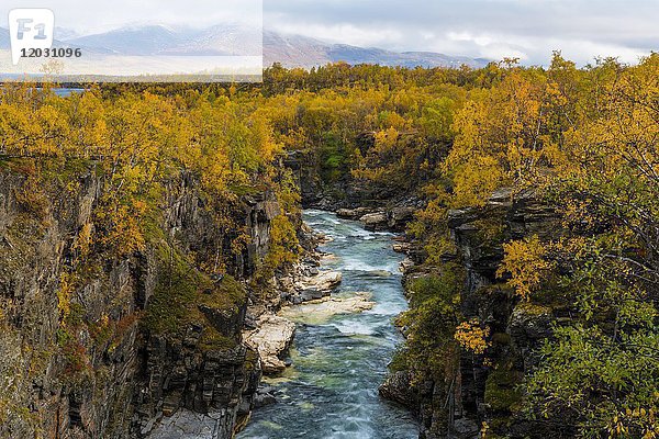 Herbstliche Abisko-Schlucht  Fluss Abiskojåkka  Abiskojakka  Abisko-Nationalpark  Norrbottens  Norrbottens län  Lappland  Lappland  Schweden  Europa