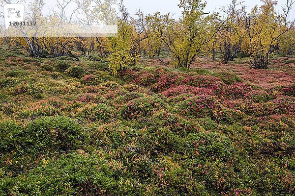 Herbstlicher Waldboden  Heidelbeeren  norrbottens  norrbottens län  laponia  Lappland  Schweden  Europa