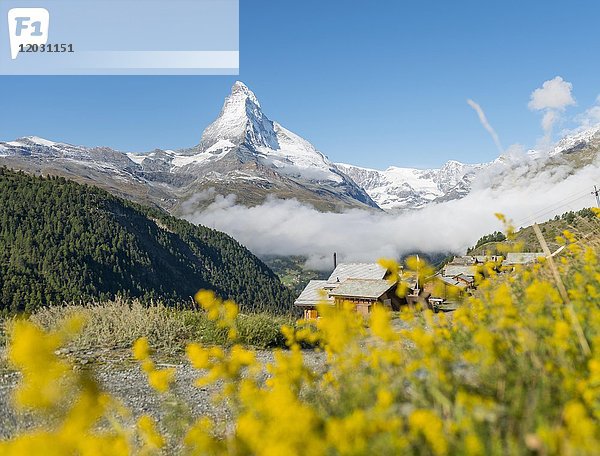 Gelbe Blumen  schneebedecktes Matterhorn  alte Holzhäuser  Bergdorf Eggen  Wallis  Schweiz  Europa