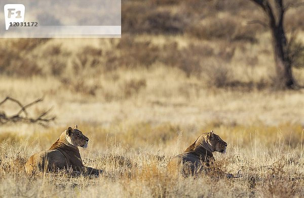 Löwen (Panthera leo)  zwei Weibchen  die ihre Umgebung beobachten  im Gras liegend  Kalahari-Wüste  Kgalagadi Transfrontier Park  Südafrika  Afrika