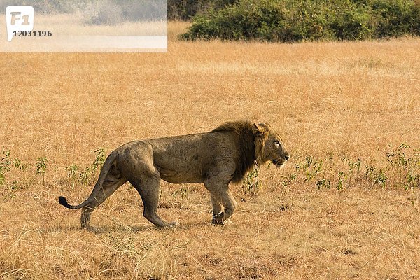 Löwe (Panthera Leo)  im trockenen Gras spazierend  Queen Elisabeth National Park  Uganda  Afrika