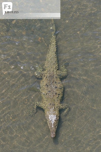Amerikanisches Krokodil (Crocodylus acutus) im Wasser  Rio Tarcoles  Carara National Park  Provinz Puntarenas  Costa Rica  Mittelamerika