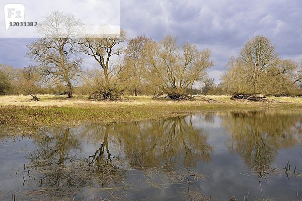 Bäume am Ufer eines Sees  Hinterwasser der Elbe  Biosphärenreservat Mittlere Elbe  Sachsen-Anhalt  Deutschland  Europa