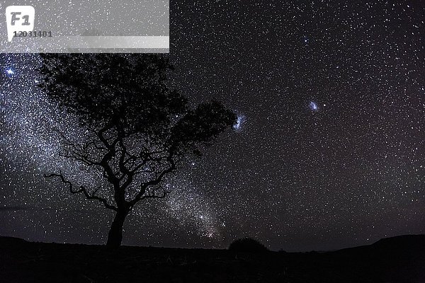 Milchstraße am afrikanischen Nachthimmel  Acacia  Damaraland  Region Kunene  Namibia  Afrika