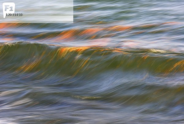 Bunte Blätter  die in den Wellen der Ostsee treiben  Panning  Rügen  Mecklenburg-Vorpommern  Deutschland  Europa
