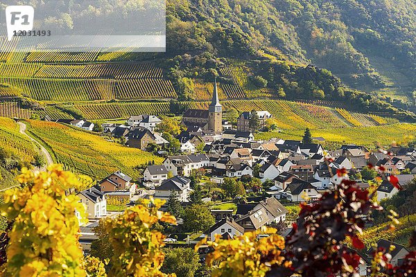 Weinberge im Herbst  Mayschoß  Ahrtal  Rotweinanbaugebiet  Eifel  Rheinland-Pfalz  Deutschland  Europa