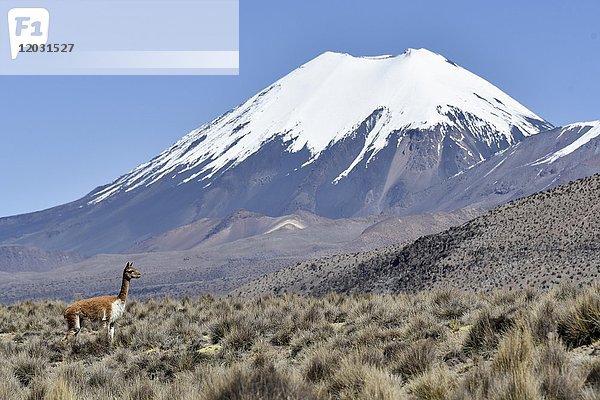 Schneebedeckte Vulkane Pomerape und Parinacota mit Guanako (Lama guanicoe)  Sajama National Park  Bolivien Bolivien Grenze Chile