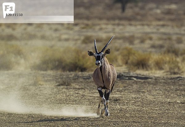 Gemsbock (Oryx gazella)  ein dominantes Männchen  das versucht  einen Rivalen zu beeindrucken und einzuschüchtern  Kalahari-Wüste  Kgalagadi Transfrontier Park  Südafrika  Afrika